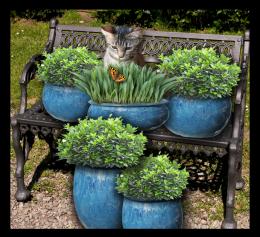 garden bench   Picture